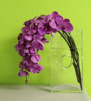 Purple Phalaenopsis orchids