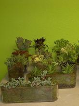 Cosmoprof North America  Flowers,succulents for trade show booths at Hospitality Design Expo