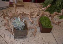 Convention Plant, Succulents