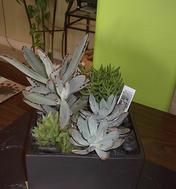 Succulent plant rentals Las Vegas