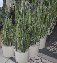Succulents Sanserveria