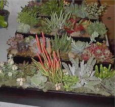 Succulent plant rentals Las Vegas