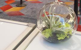 Stylized Air Plant gardens for your showroom| Las Vegas Market| Enhancing your Image with Horticulture