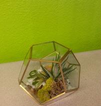Long lived succulents
