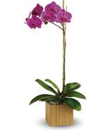 Blooming orchids rentals for exhibit displays, trade show booth decor, convention display decor. 