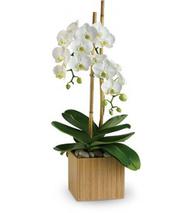 Plant rentals, flower rentals, convention plant rentals, Exhibit display for convention Las Vegas