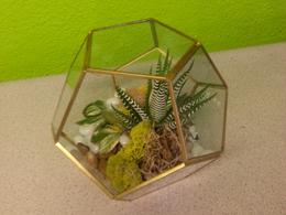 Zebra succulent in terrarium