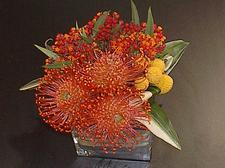 Orange pincushion protea