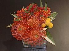 Orange pincushion protea