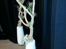 Native mojave desert cholla cactus with air plants